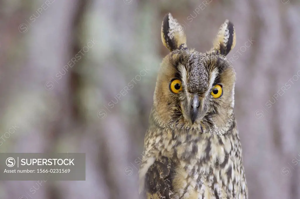 Long-eared owl (Asio otus), close-up portrait of adult in pine forest. Scotland. UK.