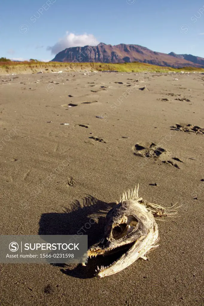 Skeletal remains of salmon on beach, eaten by Grizzly Bear. Katmai National Park, Alaska, USA