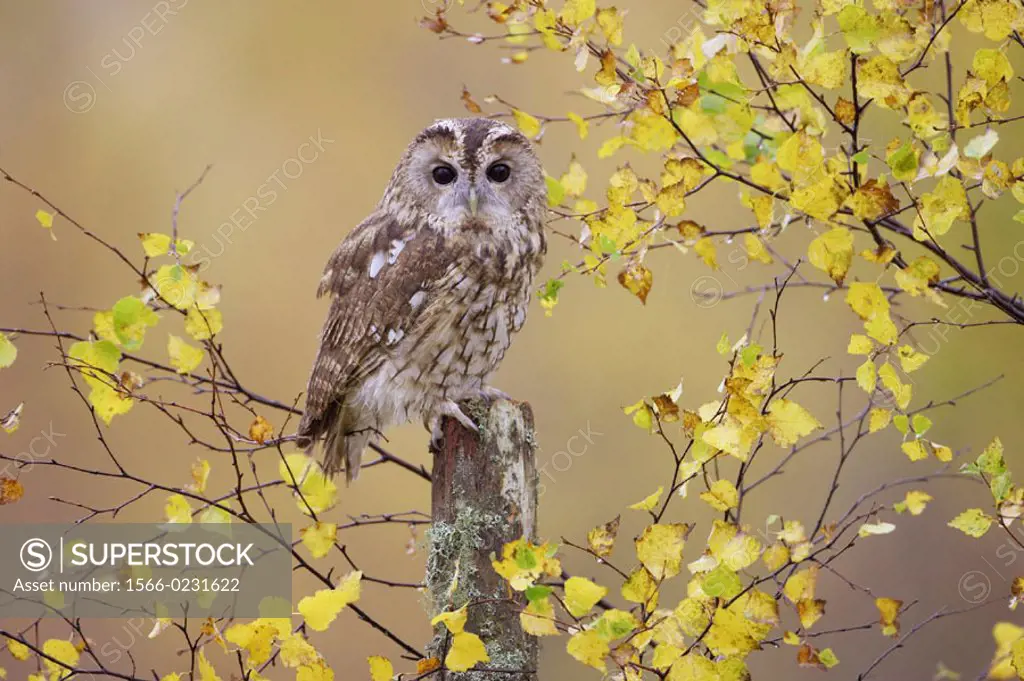 Tawny Owl (Strix aluco) adult perched in broad leaf woodland in autumn, Scotland, UK.