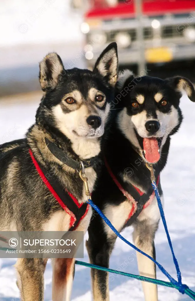 Sled dogs. Anchorage, Alaska, USA