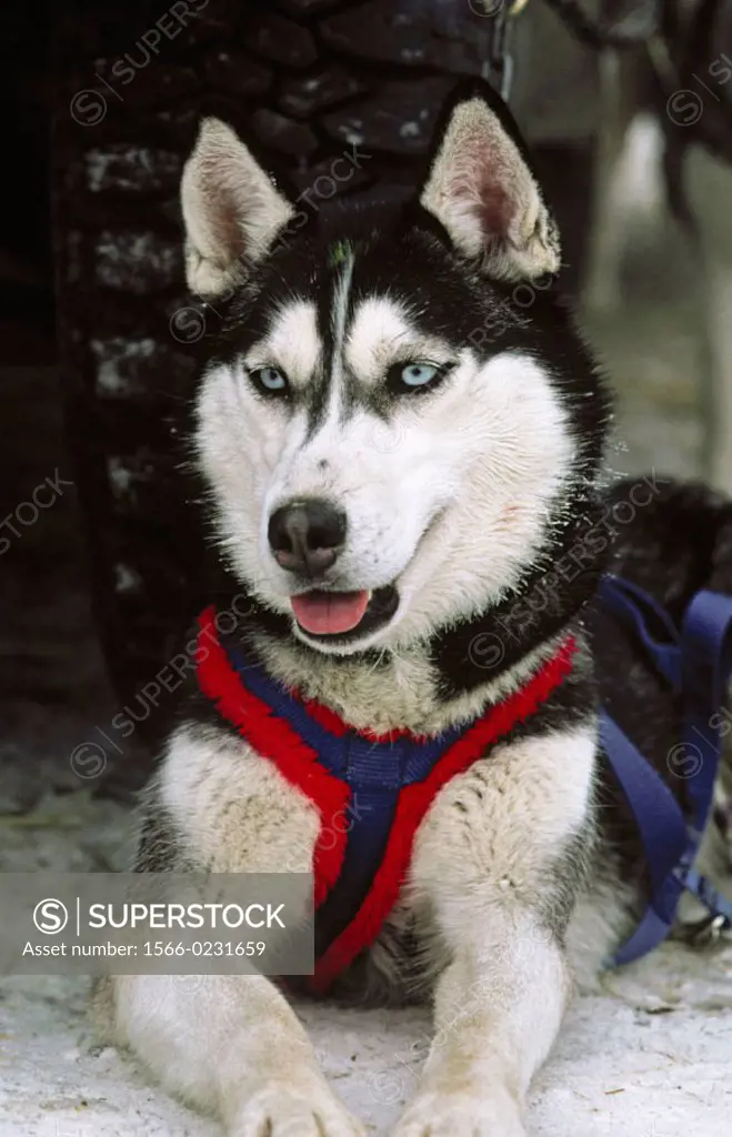 Husky sled dog. Anchorage, Alaska, USA