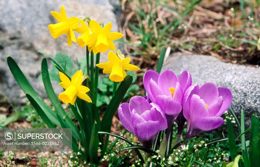 Spring garden flowers. Daffodils and crocus. Ashland. Oregon. USA.