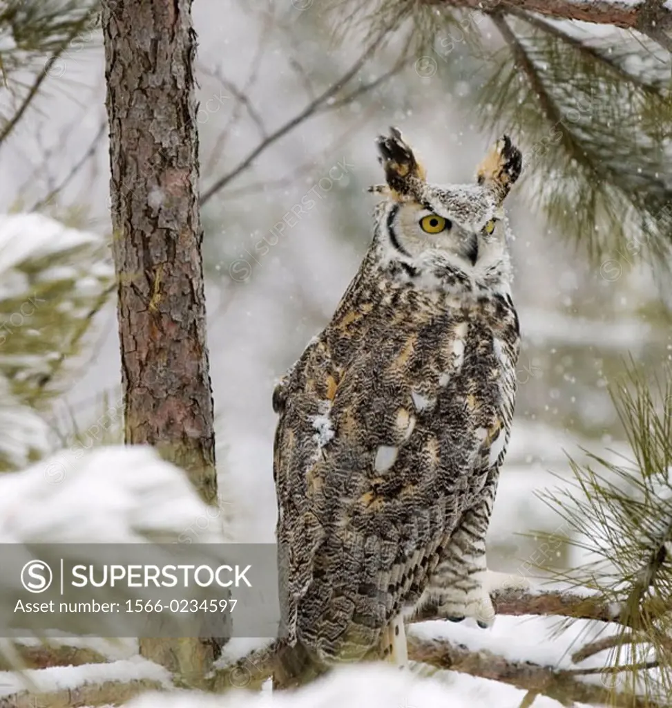 Long eared owl (asio otus), white phase, in snow fall. Photographed in Norther Minnesota