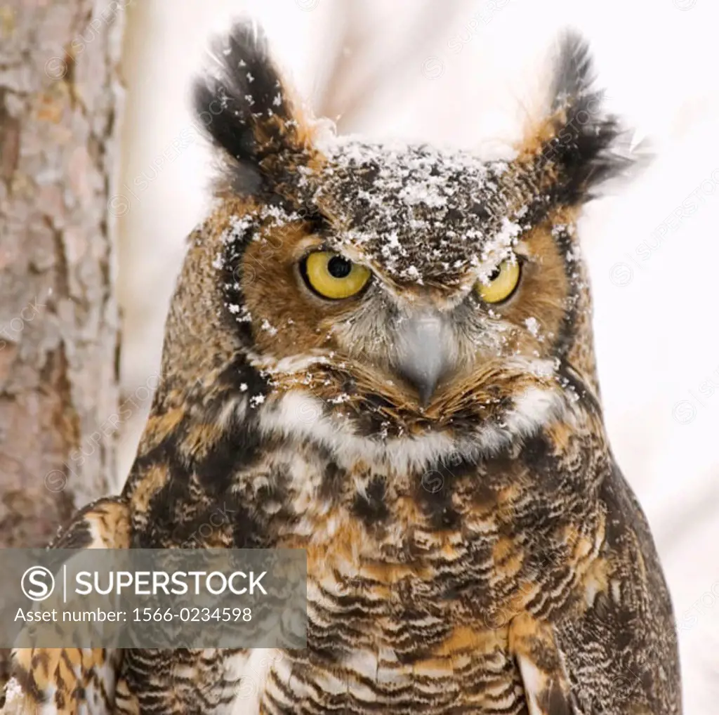 Long eared owl (Asio otus), dark phase, photographed in Northern Minnestota during snow fall.