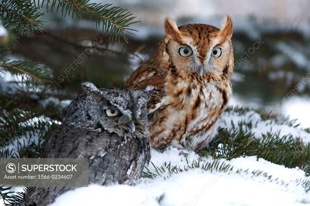 Two screech owls (Otus asio) in tree for winter roost. Northern Minnesota, USA