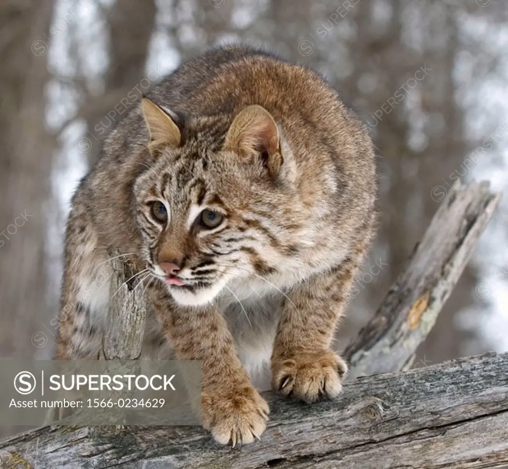 Bobcat (Lynx rufus) close up