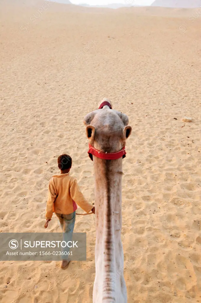 Young Bedouin boy leading a camel. Sinai Peninsula, Egypt.