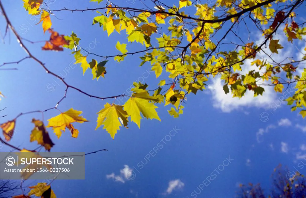 Leaves against sky in autumn