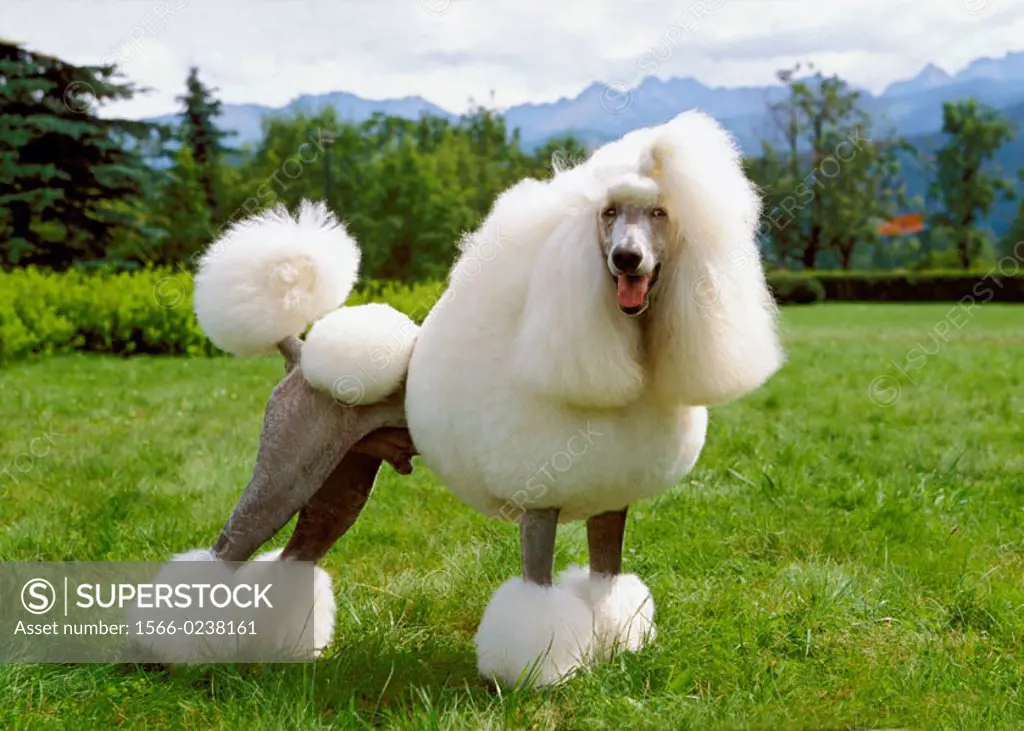 Poodle dog standing on grass