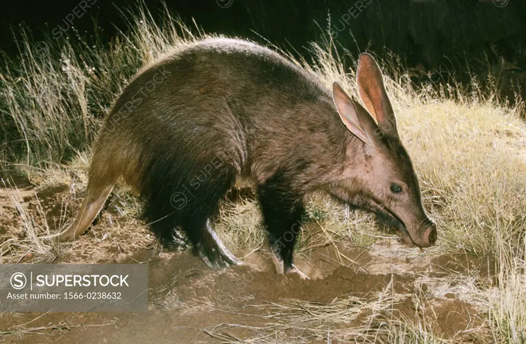 Aardvark, Tuissen de Riviere, Free State, South Africa.