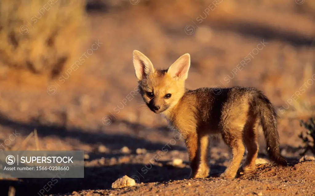 Cape Fox, Vulpes chama, cub, Kgalagadi Transfrontier Park, Kalahari, South Africa