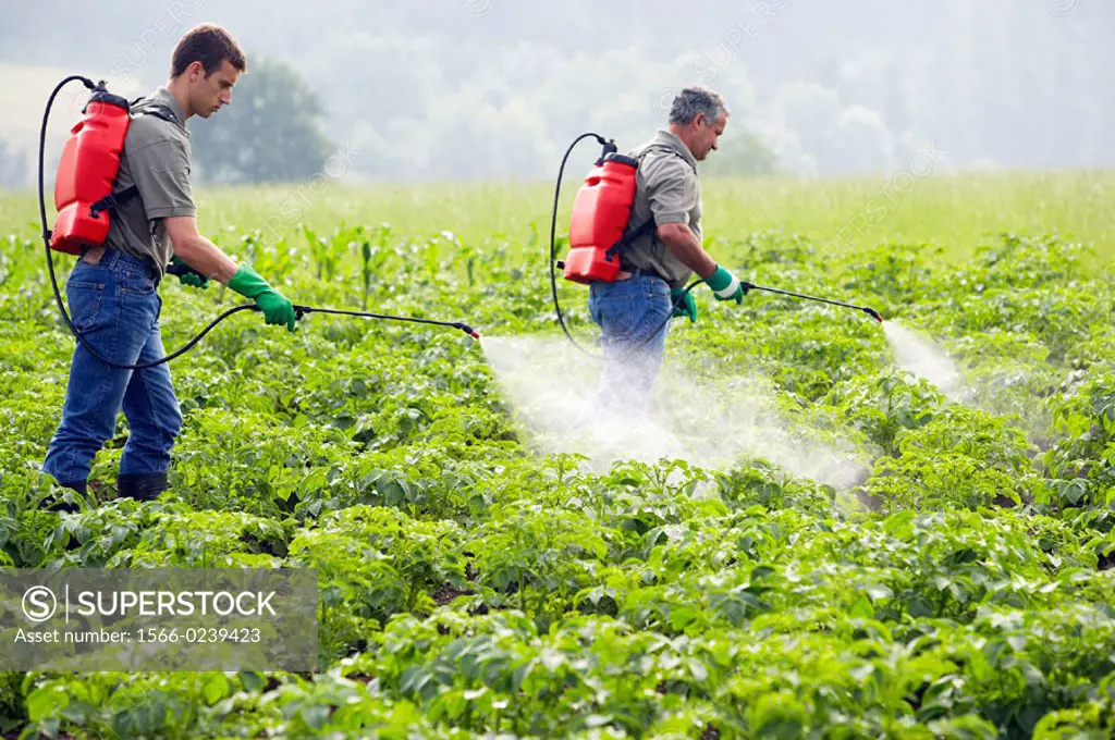 Farmers treating potato plants with sprayer (fertilizer, insecticide, pesticide). Gipuzkoa, Euskadi. Spain.