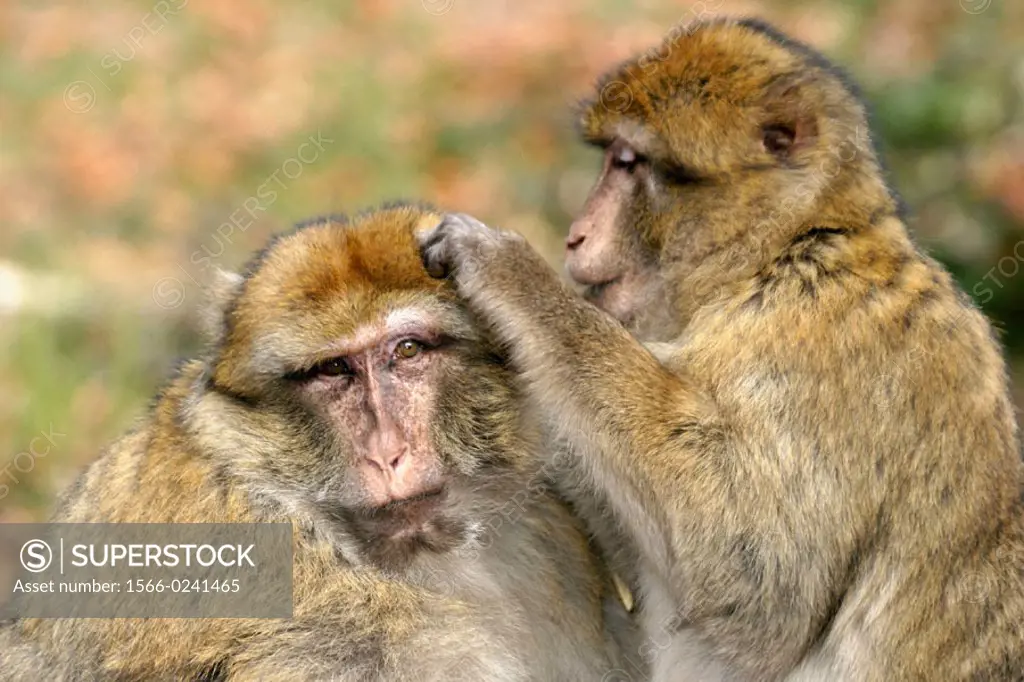 Barbary Macaque (Macaca sylvanus) grooming. Kintzheim, Alsace. France