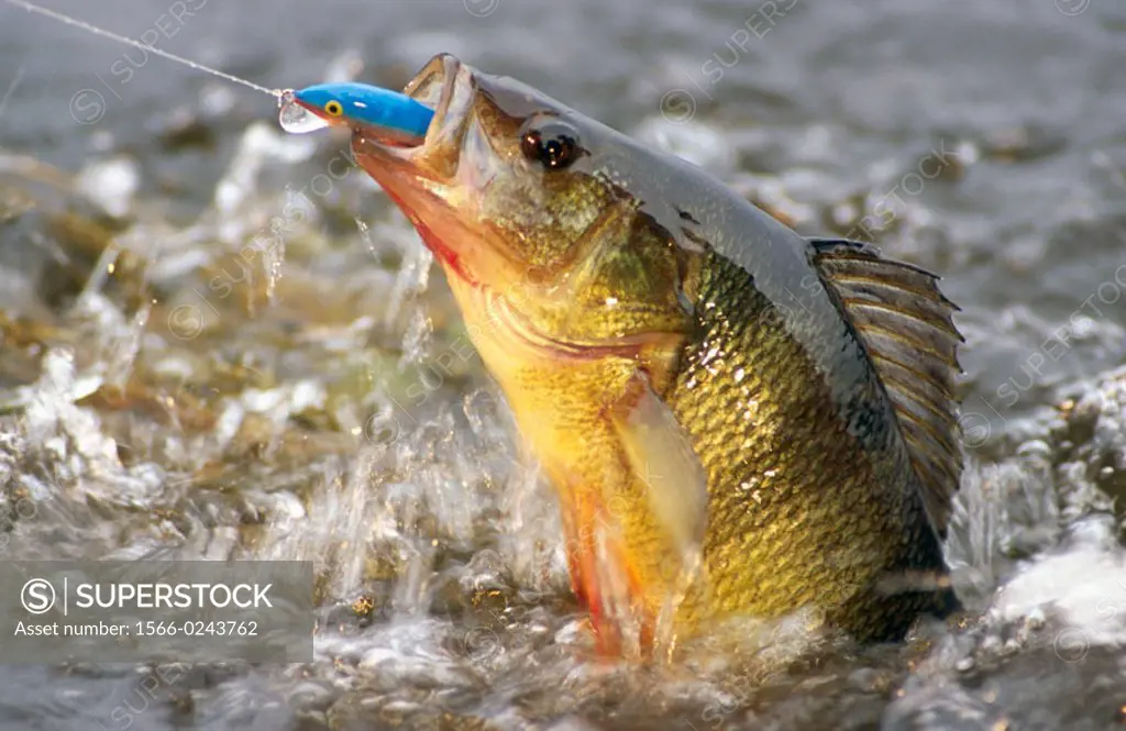 Yellow perch on floater diver