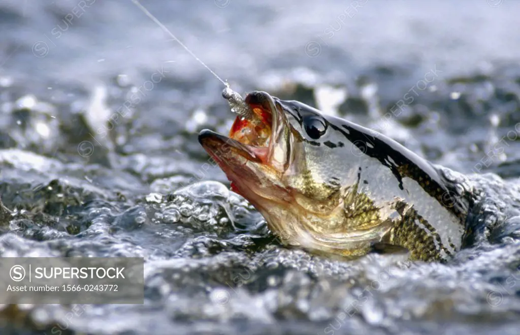 Largemouth bass (Micropterus salmoides) in a lake in the Pocono Region of Northeast Pennsylvania