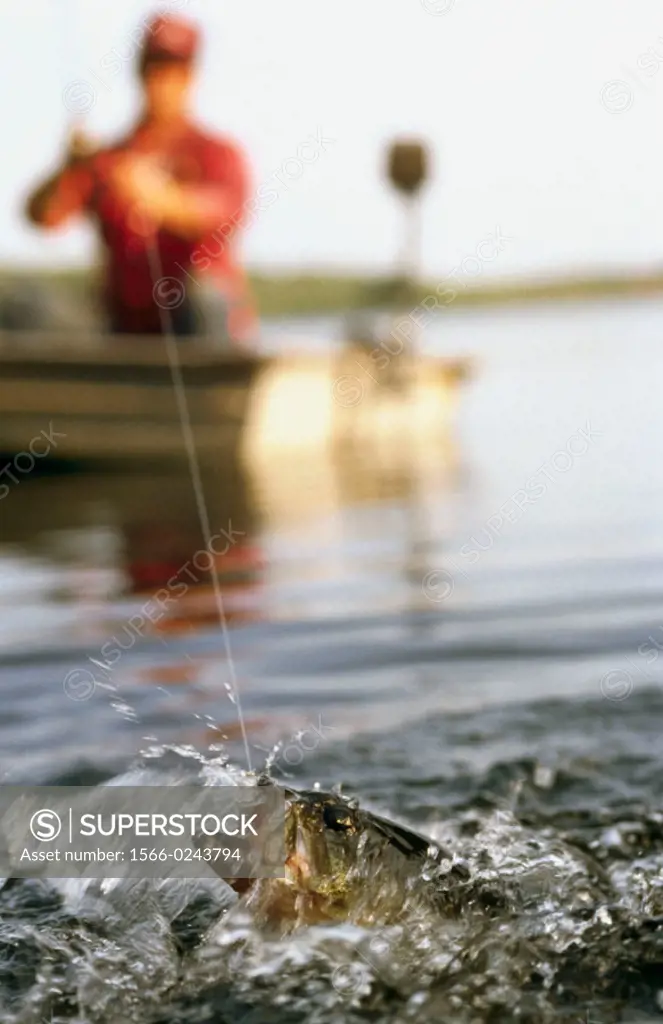 Largemouth Bass on bait tail jig