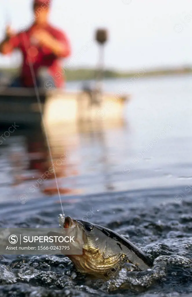 Largemouth Bass on bait tail jig