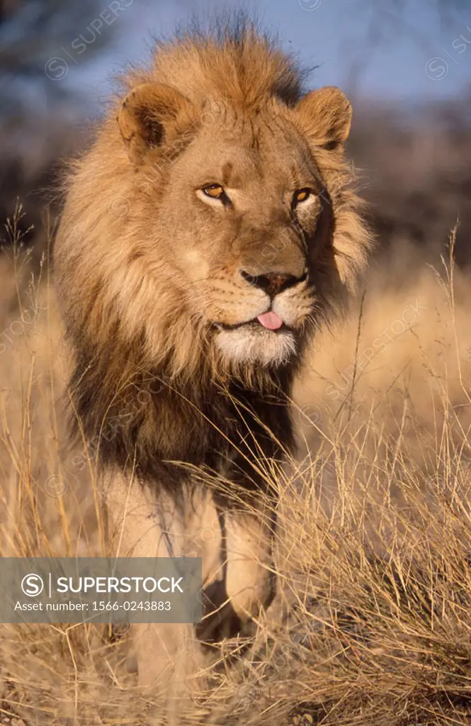 Lion. (Panthera leo). Captive. Namibia. Gamefarm.