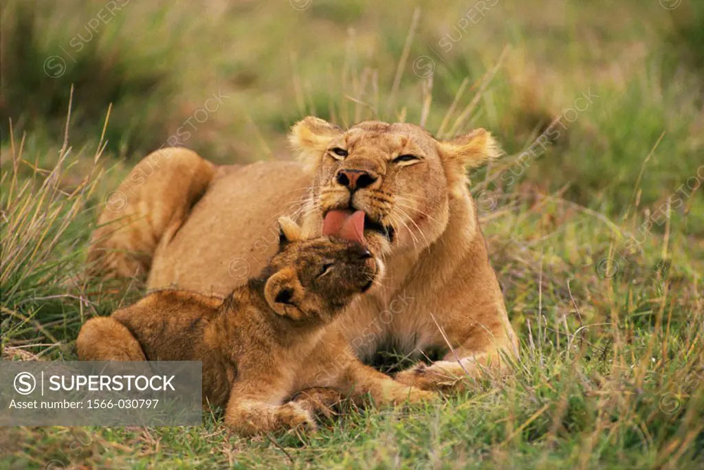 Lioness (Panthera leo) and cub. Masai Mara. Kenya