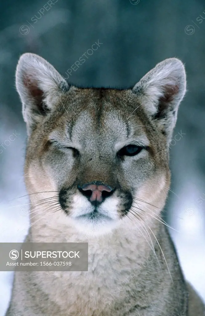 Mountain Lion (Felis concolor). Montana. USA