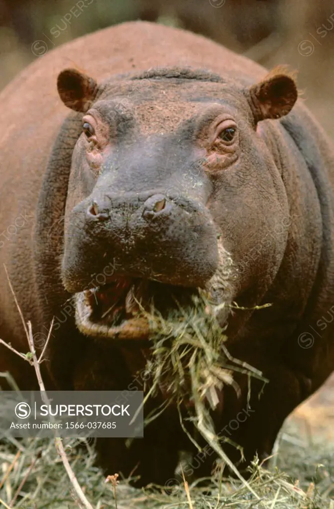 Hippopotamus (Hippopotamus amphibius). Swaziland