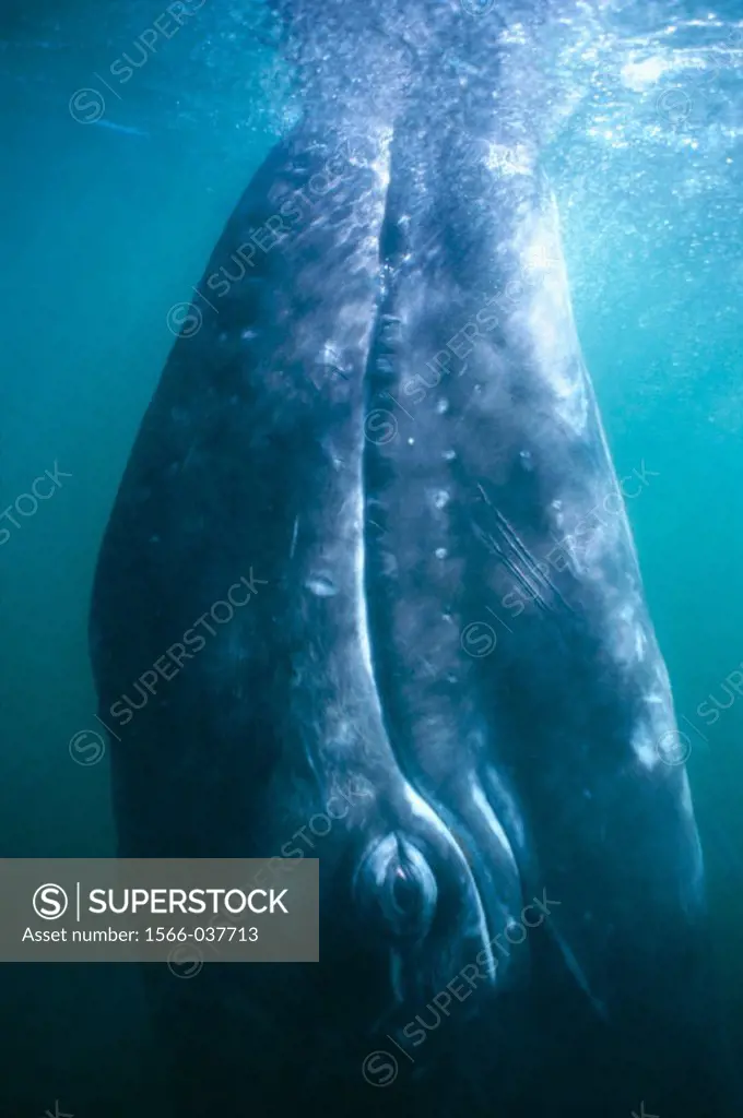 Gray Whale calf (Eschrichtius robustus)