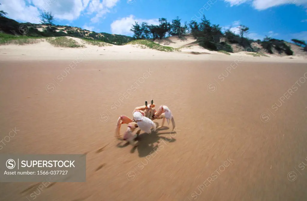Crab. Bazaruto. Mozambique
