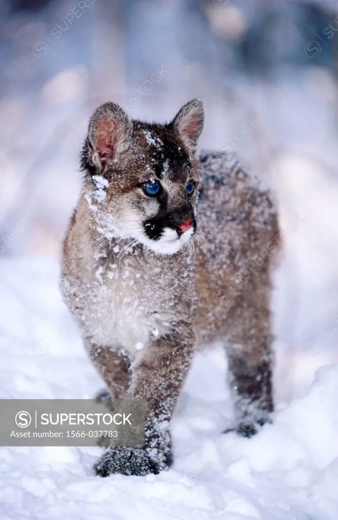 Baby Mountain Lion (female, 3 months old) (controlled / captive animal) in winter snow, Felis concolor, Vermont, USA