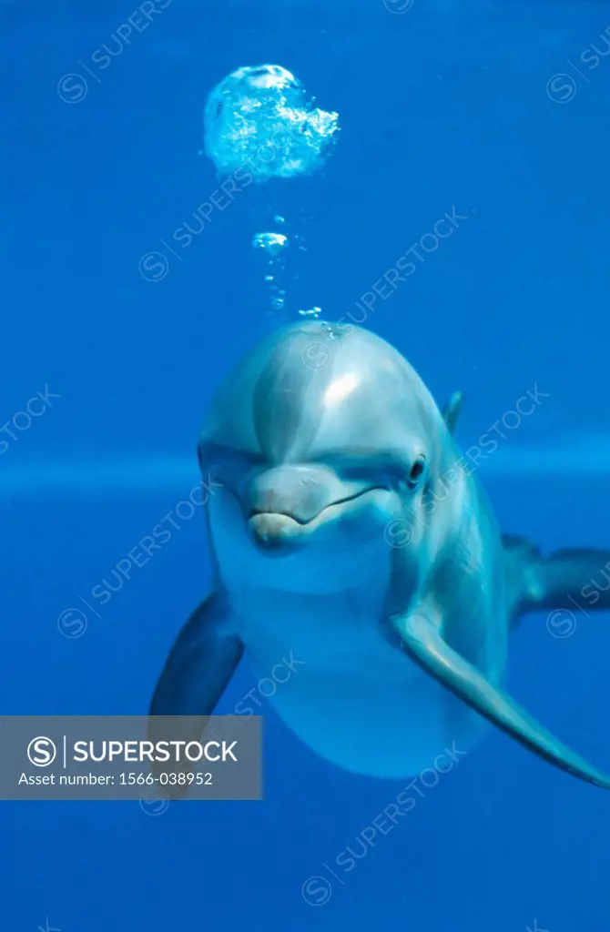 Young Bottlenose Dolphin (Tursiops truncatus)