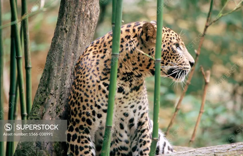 Sri Lankan Leopard (Panthera pardus kotiya)