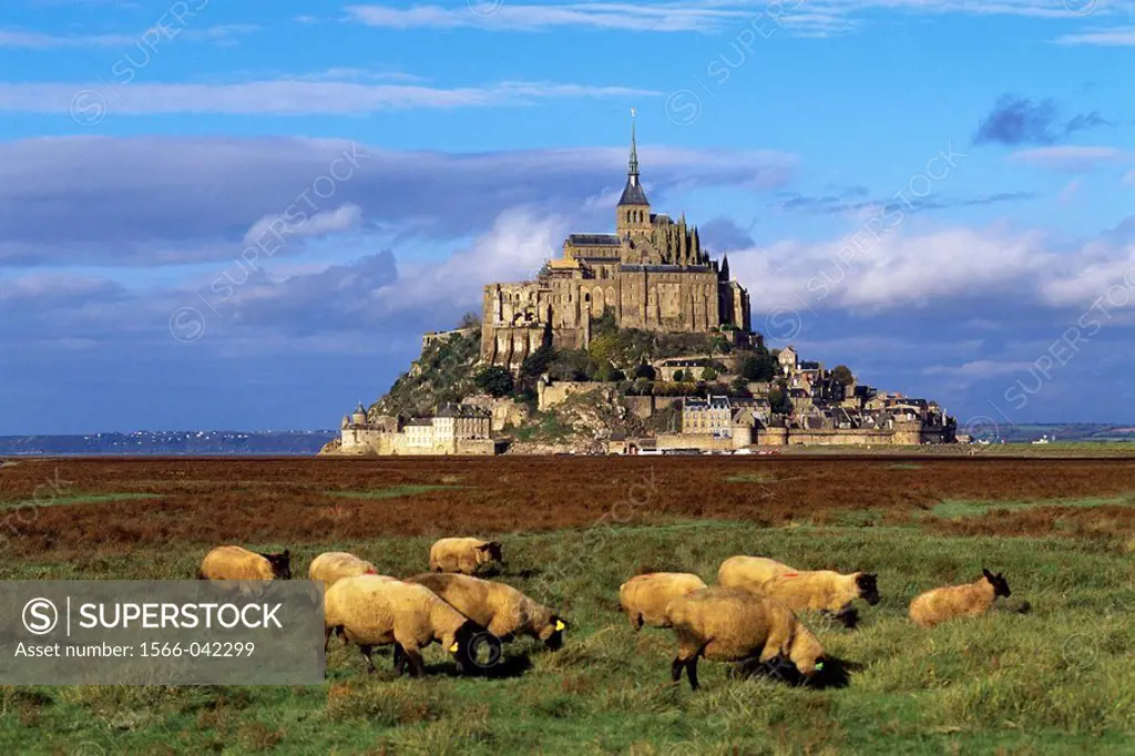 Mont St. Michel, sheep grazing at fore, Normandy, France
