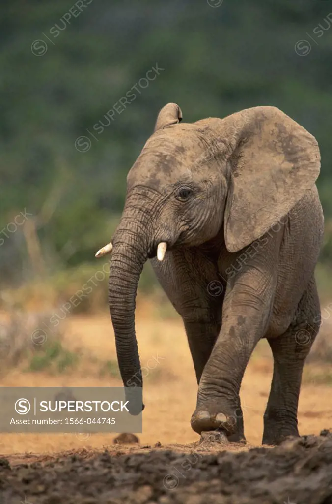 African Elephant (Loxodonta africana). Addo Elephant National Park. South Africa
