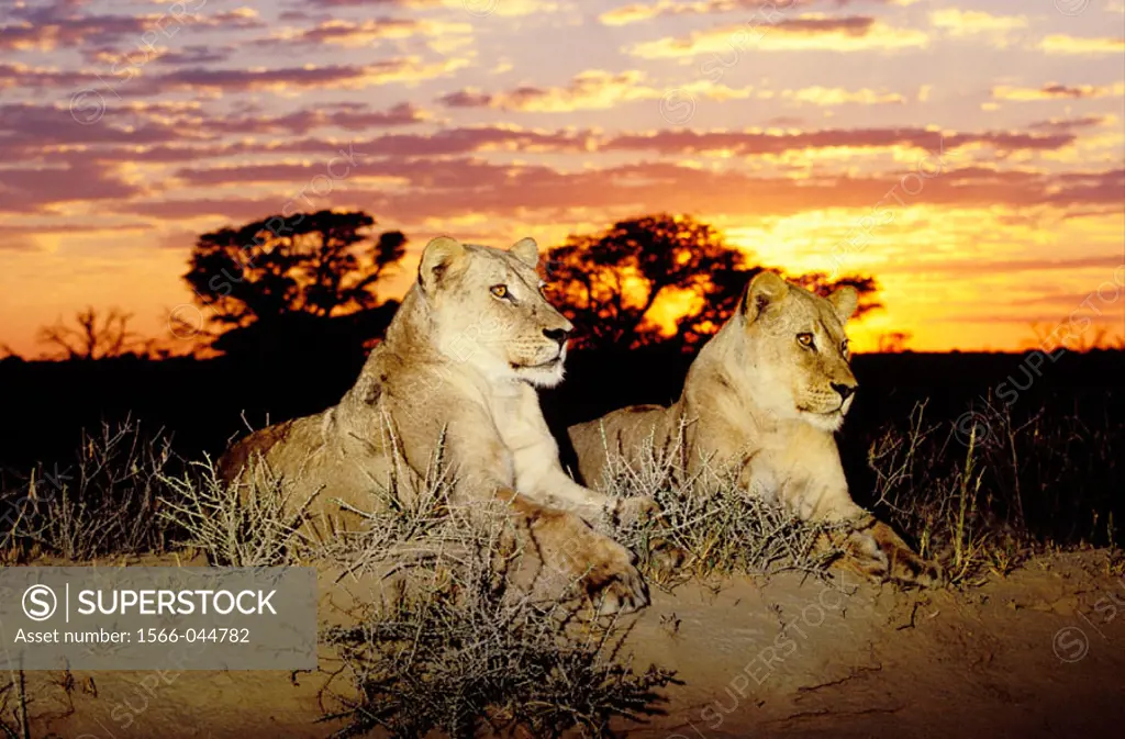 Lions (Panthera leo) at sunrise. Kgalagadi Transfrontier Park (formerly Kalahari-Gemsbok National Park). South Africa