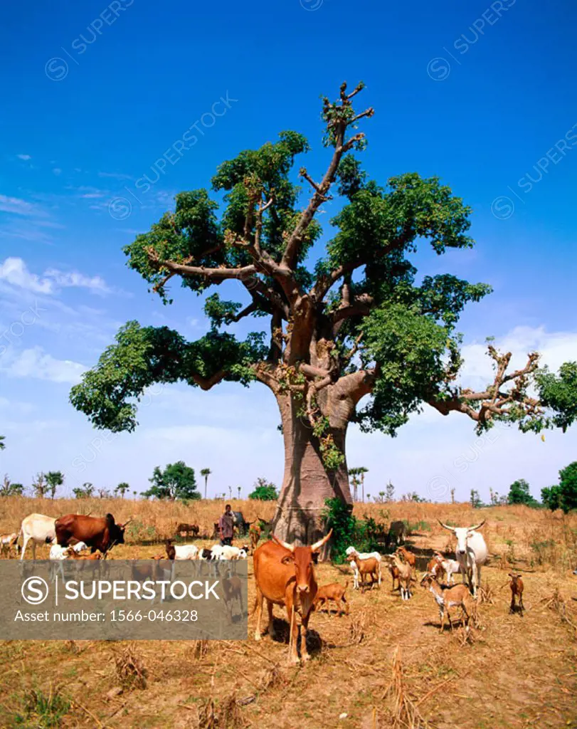 Goats, cows and Baobab tree. Senegal