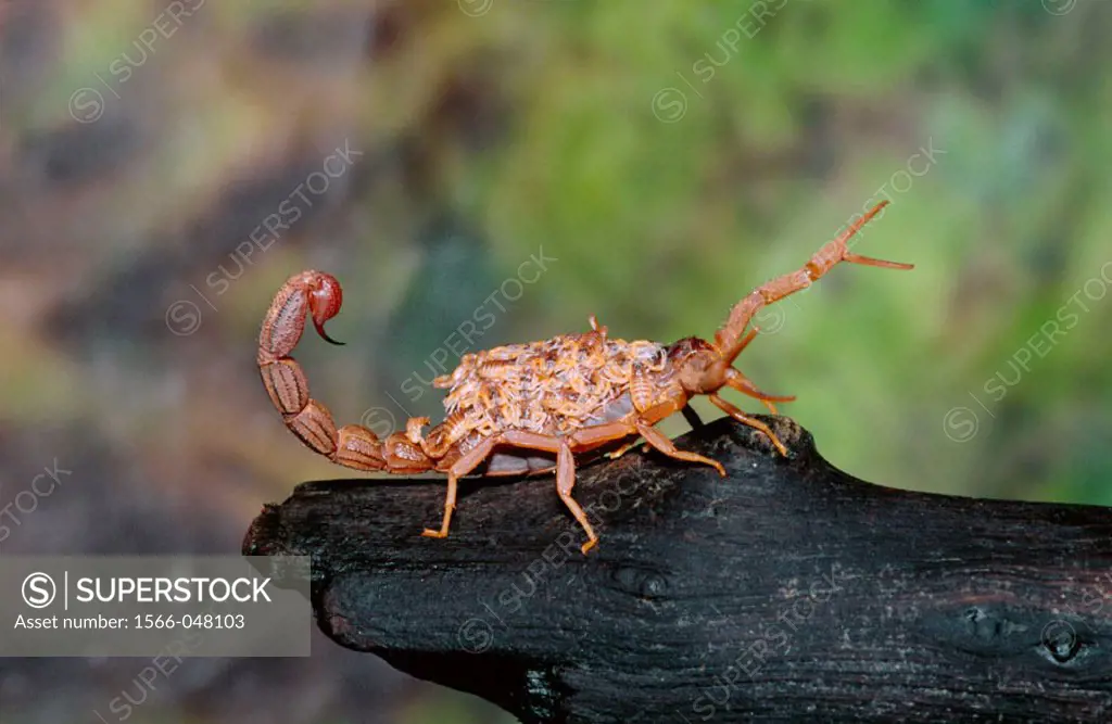 Scorpion and babies. India