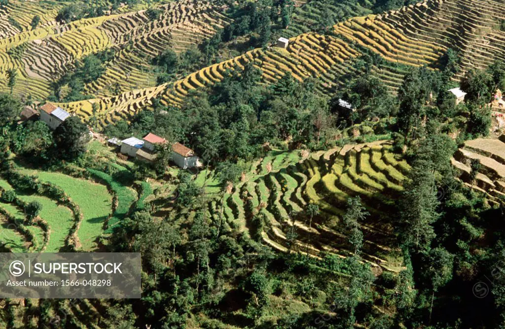 Terrace Cultivation at Nagarkot. Valley and Villages. Nepal