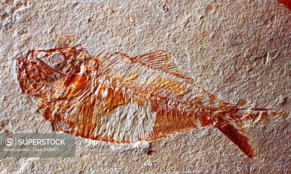 Fosile fish.  Paleontological museum in Uppsala. Sweden
