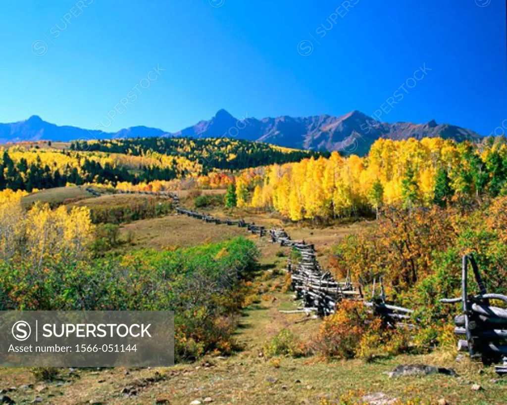 Aspen trees at mountains in fall colors. Colorado. USA