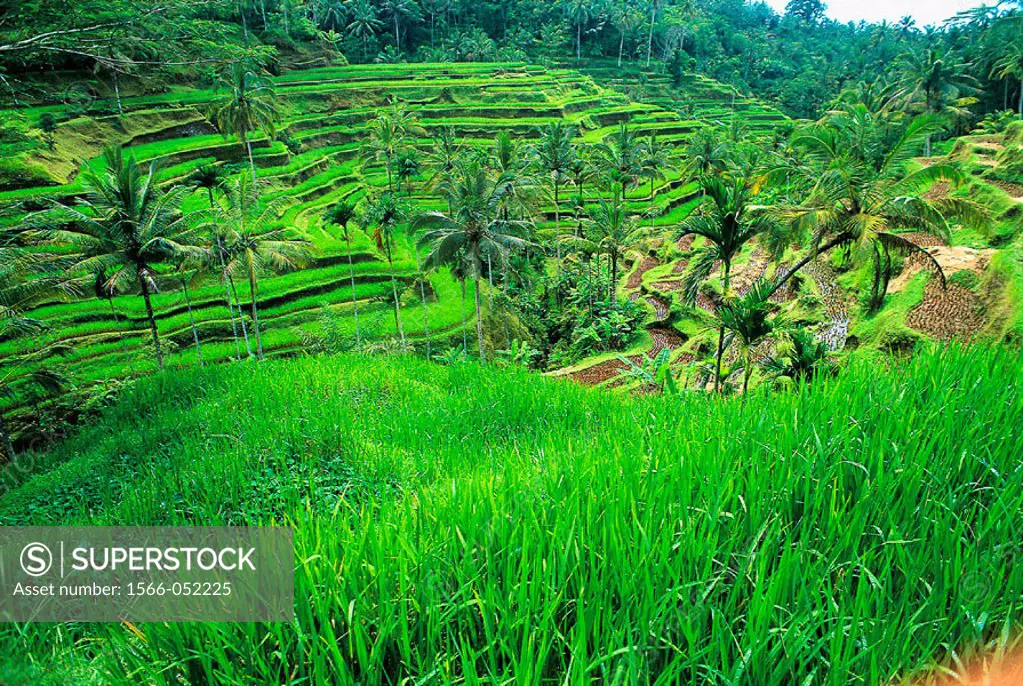 Rice fields. Bali. Indonesia