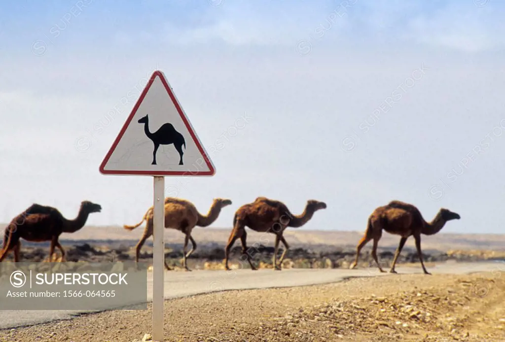 Camel caution sign. Morocco