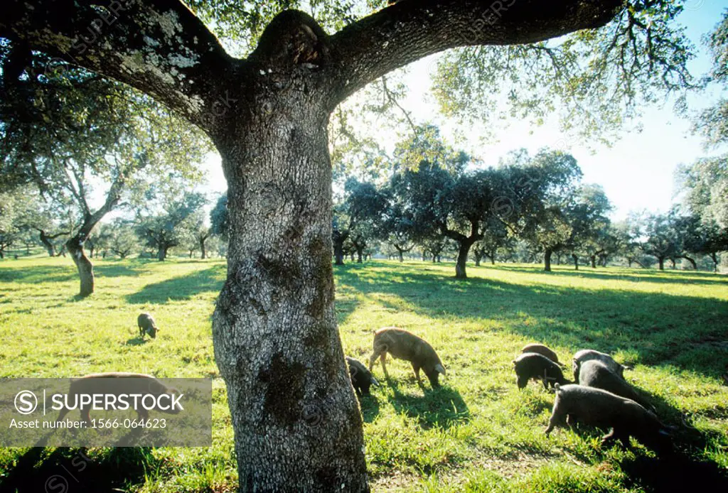 Pigs. Jabugo. Huelva province, Spain