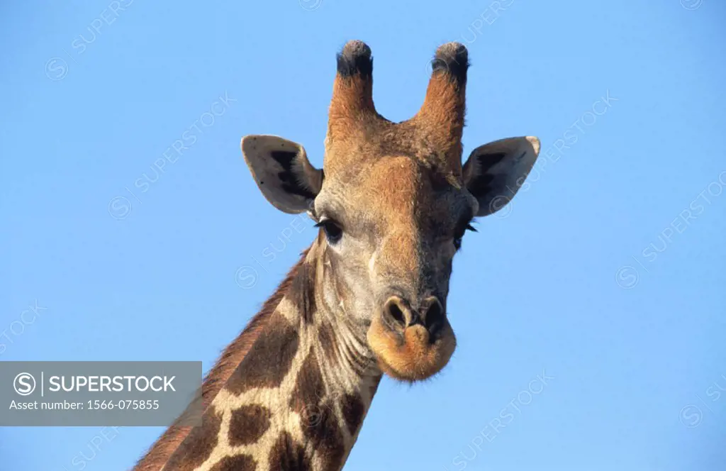 Southern Giraffe (Giraffa camelopardalis giraffa). Kaokoveld. Namibia