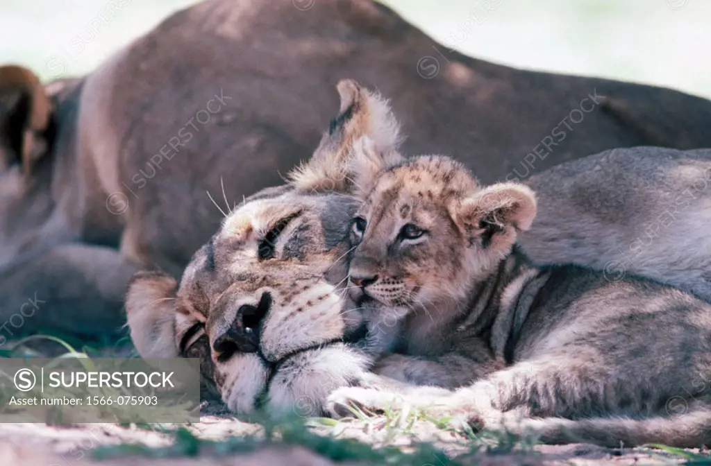Lions (Panthera leo), Kgalagadi Transfrontier Park (formerly Kalahari-Gemsbok National Park), South Africa
