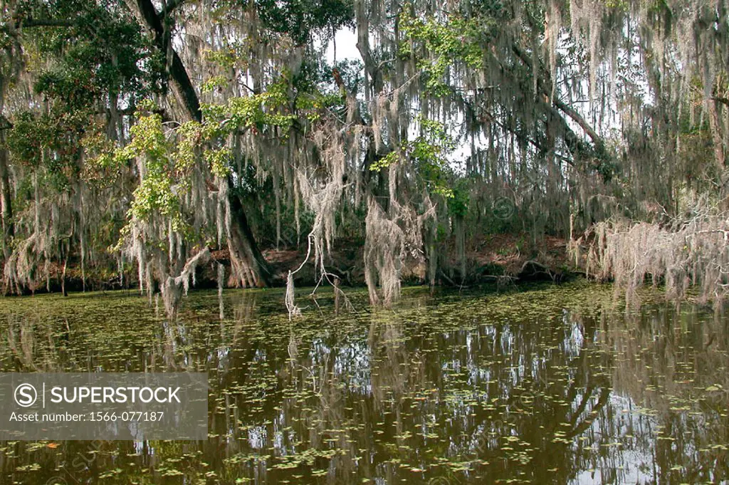 Swamp, near New Orleans. Louisiana. USA
