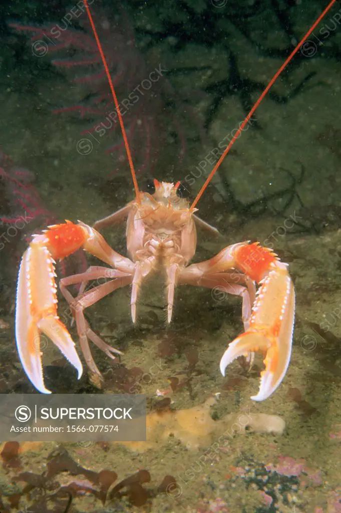 Norway Lobster (Nephrops norvegicus)