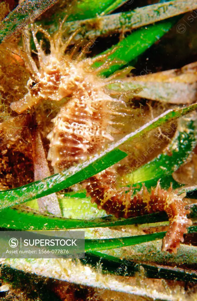 Sea Horse (Hippocampus guttulatus)