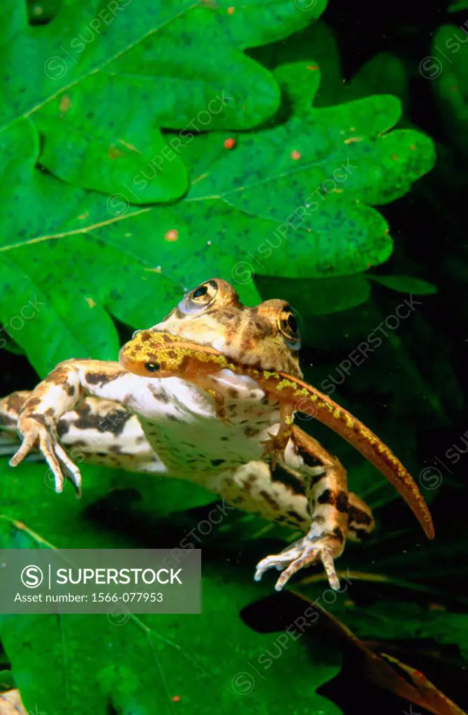 Green frog (Rana perezi) & Marbled Newt (Triturus marmoratus)