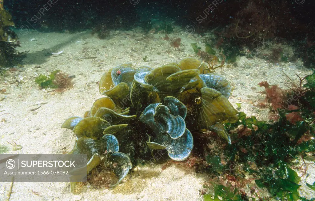 Peacock alga (Padina pavonia)