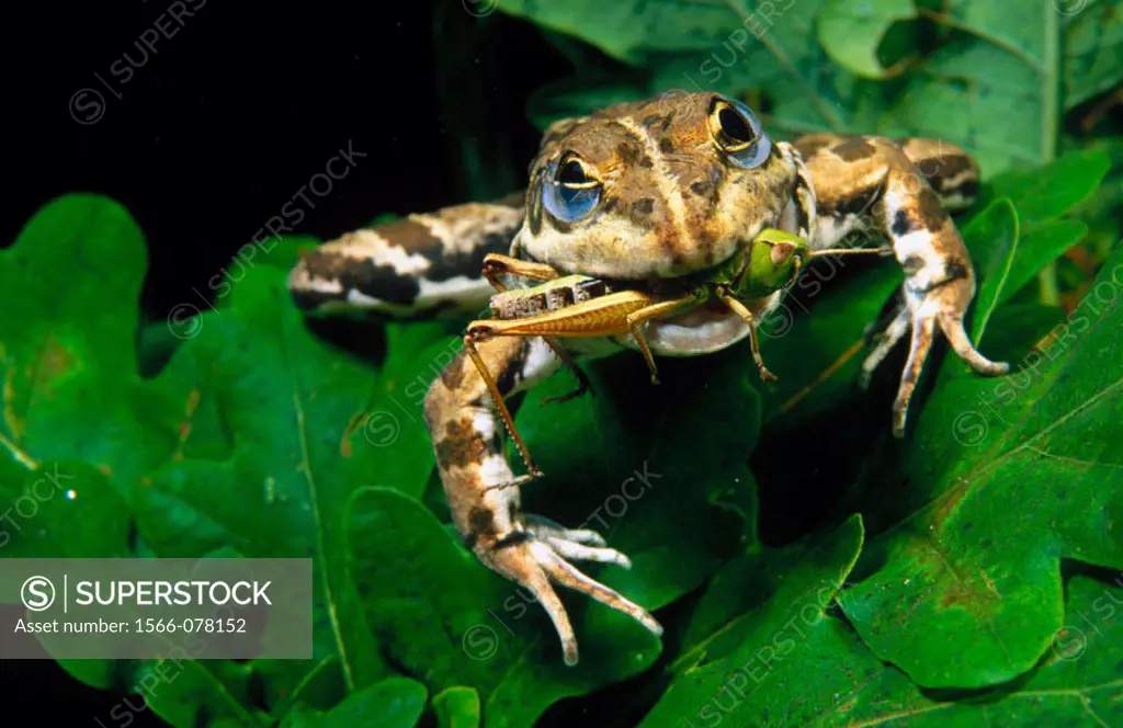 Frog (Rana perezi) devouring grasshopper