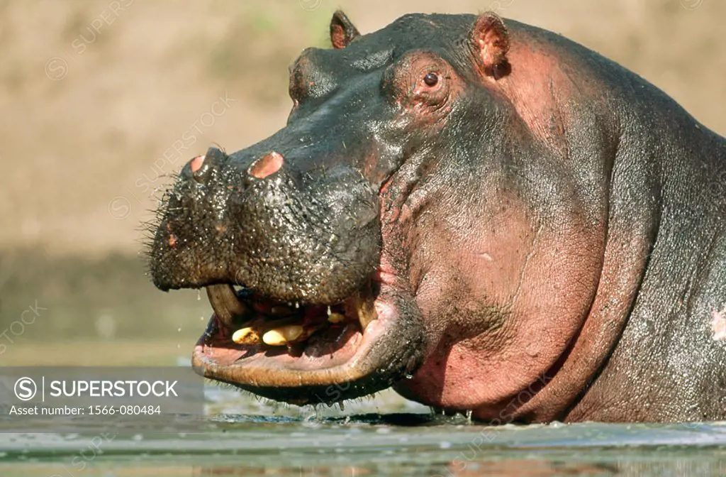 Hippopotamus. Serengeti NP. Tanzania